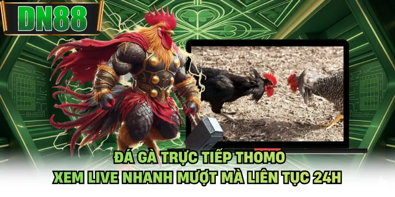 Đá Gà Trực Tiếp Thomo - Xem Live Nhanh Mượt Mà Liên Tục 24H